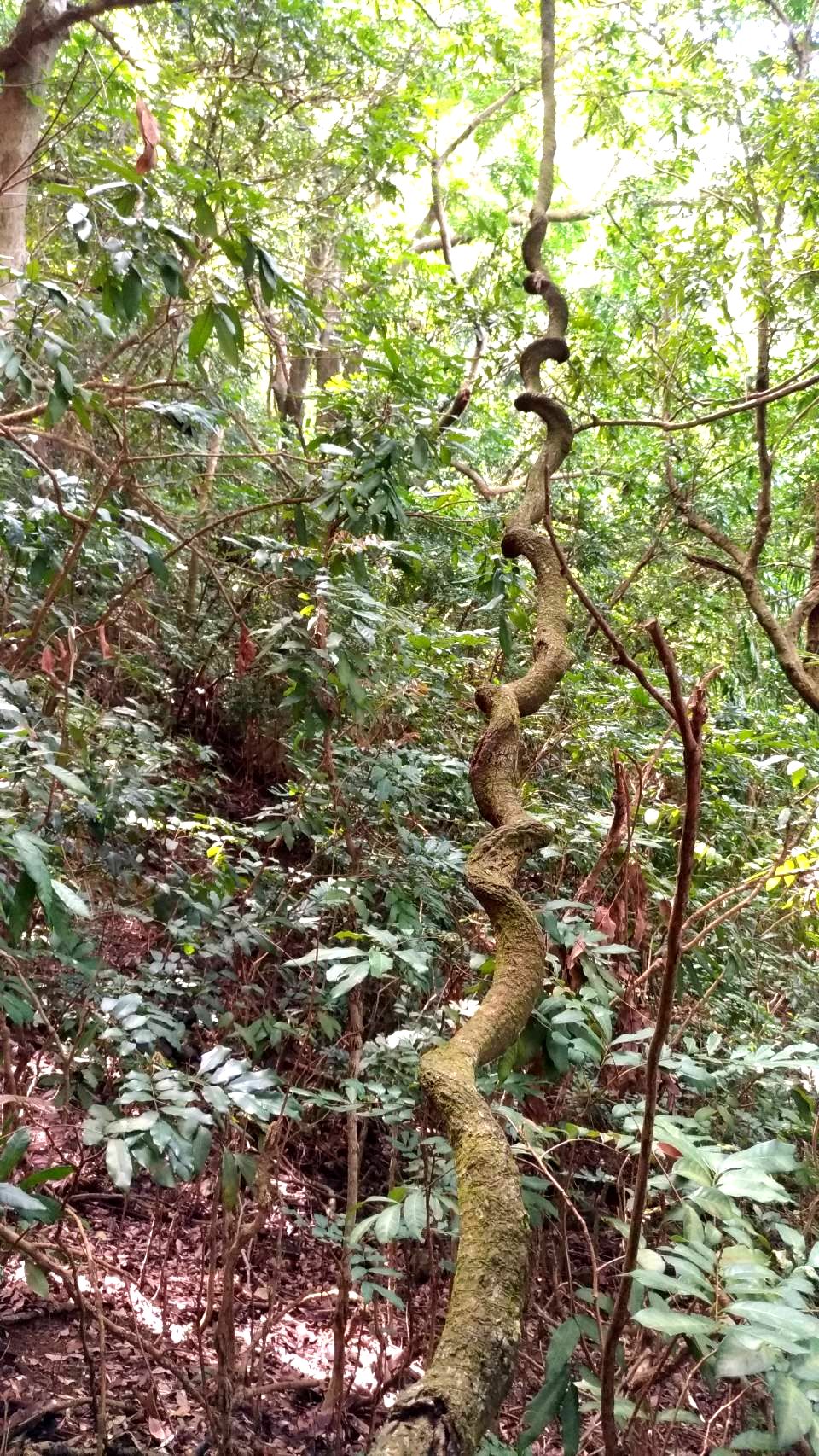 ChatGPT在我國註冊商標（全部大寫英文字母）
